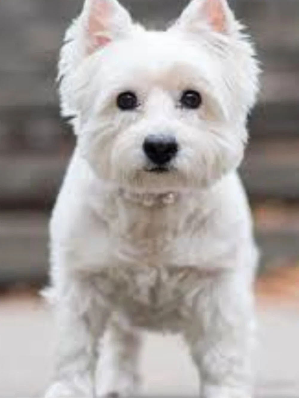 White Westie West Highland Terrier 1